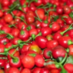 फेरि भेटियो अकबरे खुर्सानीमा अत्यधिक विषादी